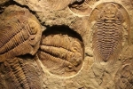 Đá cổ Trung Quốc phơi bày 'ngày tận thế' nửa tỉ năm trước