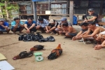 Kiên Giang: Triệt xóa tụ điểm đá gà ăn tiền tạm giữ 15 đối tượng