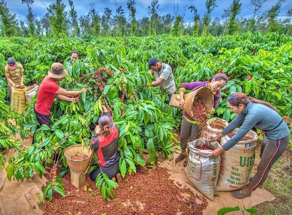 Kinh tế vĩ mô - Giá cà phê tăng: Nông dân phấn khởi, doanh nghiệp vừa mừng vừa lo