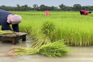 Thái Lan kêu gọi nông dân không trồng lúa trái vụ