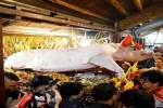 Hà Nội: Biển người chen chân xem lễ rước 'ông lợn' hàng trăm cân ở xã La Phù