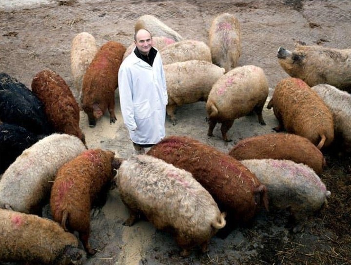 Đời sống - Giống lợn ngon bậc nhất thế giới, được coi là bảo vật quốc gia (Hình 4).