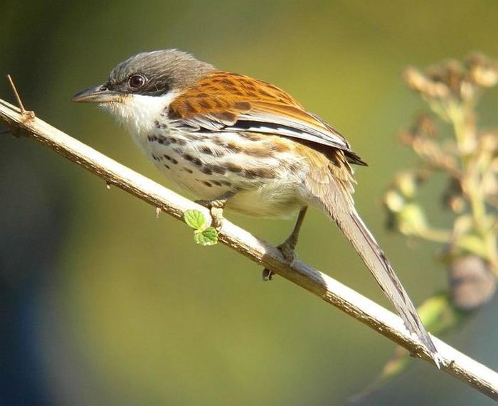 Đời sống - Loài chim quý hiếm bậc nhất thế giới từng được phát hiện ở Việt Nam