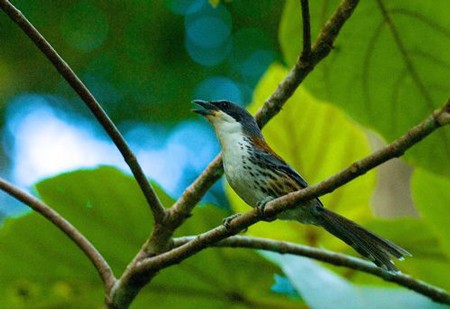 Đời sống - Loài chim quý hiếm bậc nhất thế giới từng được phát hiện ở Việt Nam (Hình 3).