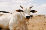 Chú bò đắt nhất thế giới giá hơn 100 tỷ đồng có gì đặc biệt?
