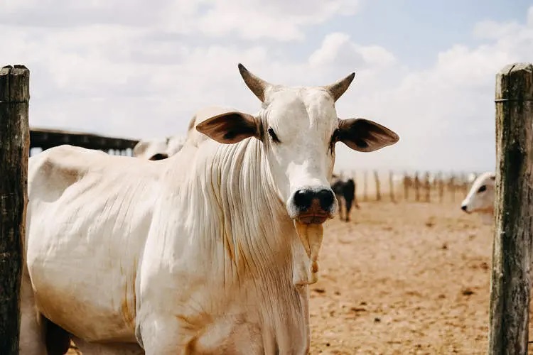 Đời sống - Chú bò đắt nhất thế giới giá hơn 100 tỷ đồng có gì đặc biệt?