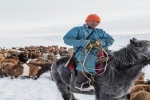 Mông Cổ: Hơn 2 triệu động vật chết do thời tiết khắc nghiệt