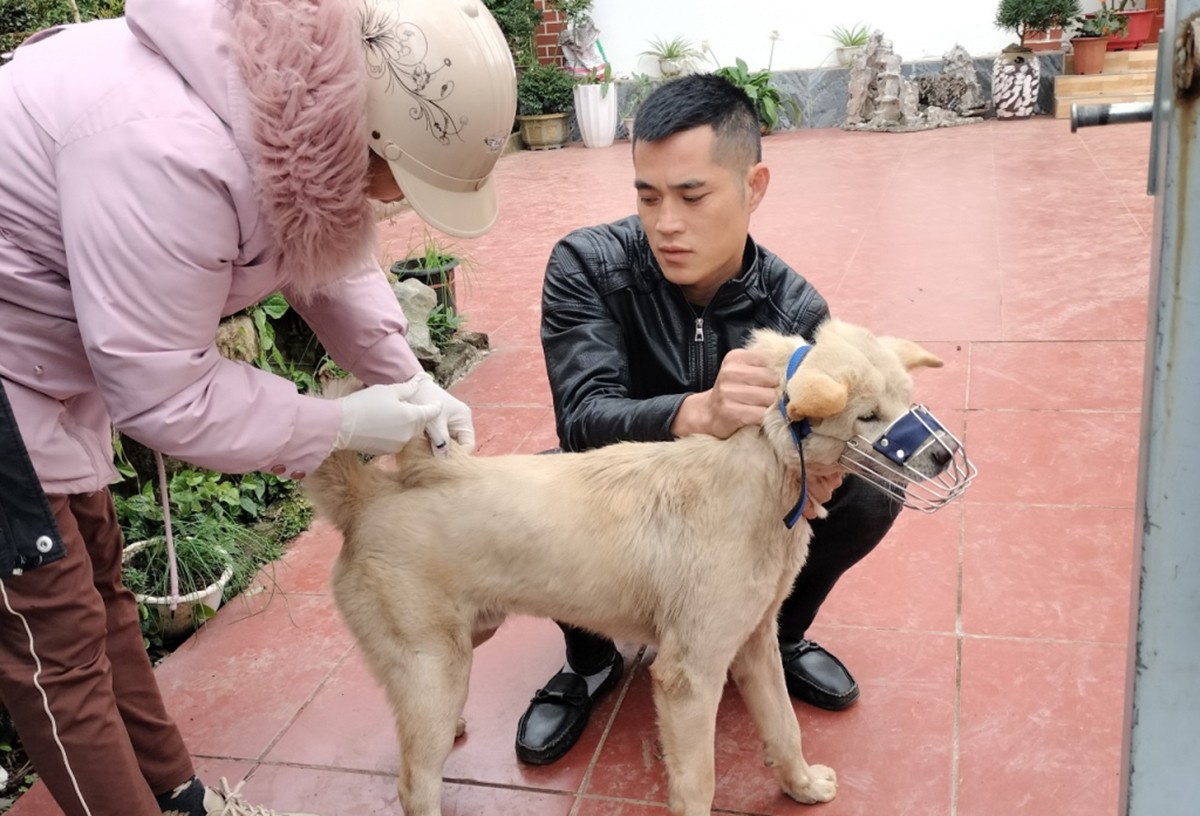 Sức khỏe - Quảng Ninh: Chó mắc bệnh dại thả rông cắn liên tiếp 14 người