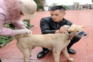 Quảng Ninh: Chó mắc bệnh dại thả rông cắn liên tiếp 14 người