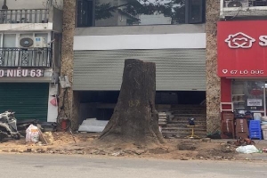 Vì sao cây sao đen trăm tuổi trên phố Lò Đúc bị chặt hạ?