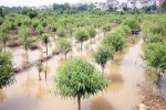 Hà Nội: Nước sông Hồng dâng cao, nông dân trồng đào lo ngay ngáy vì hàng nghìn gốc đào bị ngập úng