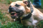 Hà Nội: Chó Pitbull nổi điên cắn chết người thân chủ nhà