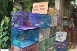 Phố bán chim phóng sinh ở Hà Nội: Cao điểm bán 500 con/ngày