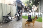 Chủ chó becgie cắn chết người ở Hà Nội có thể bị phạt tù đến 5 năm?