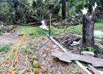 Mưa to đầu mùa cộng lốc xoáy khiến nhiều vườn cây trái Đông Nam bộ thiệt hại nặng