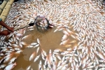 Hàng trăm tấn cá chết trắng bè sông La Ngà