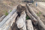 Biên phòng lên tiếng về vụ bắt gỗ lậu và trùm Phượng 'râu' ở Đắk Lắk
