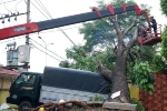 Cây xà cừ đè xe tải, kéo đổ hàng loạt trụ điện ở Sài Gòn