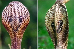 Chú rắn hổ mang 'có một không hai' với hình mặt cười sau lưng